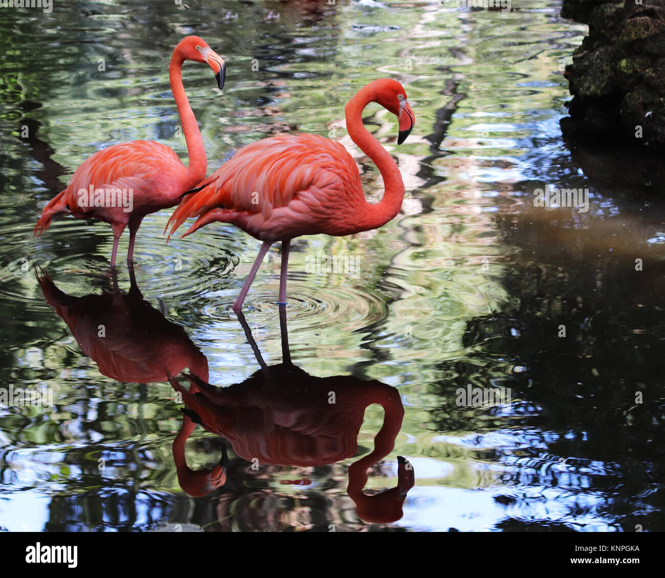 Wenn ein Flamingo sieht für seine Lieblingsspeisen, Garnelen, Schnecken, und plantlike Wasser organismen, Algen gehören - es taucht den Kopf in die Stockfoto