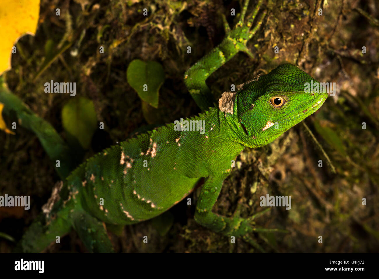 Eine Enyalius iheringii Eidechse vom Atlantischen Regenwald von SE Brasilien Stockfoto
