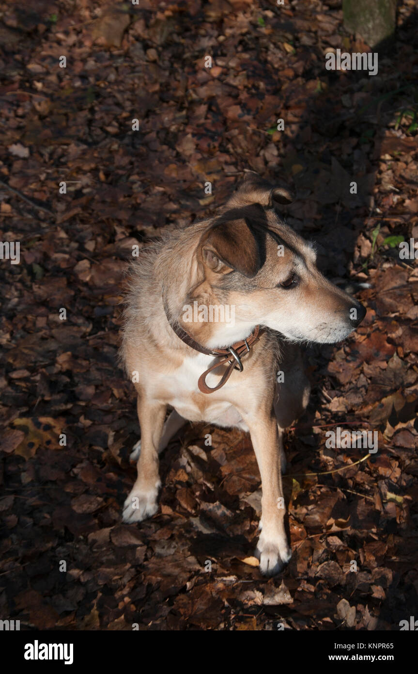 Mein Hund in einem Herbst Park Stockfoto