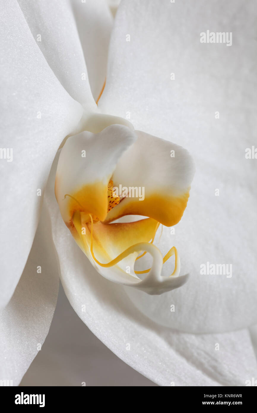 Nahaufnahme von weißer Orchidee Blume Stockfoto
