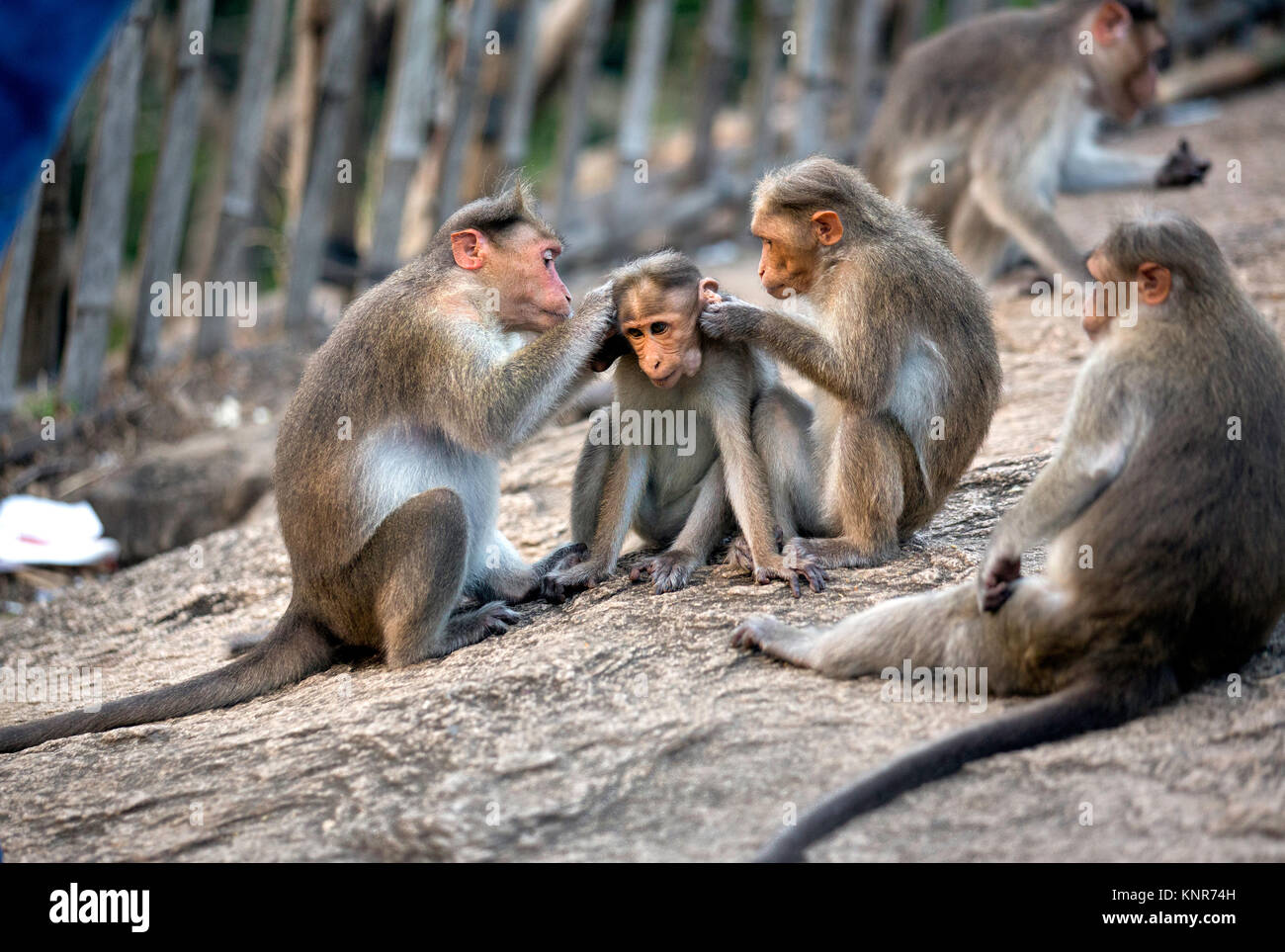 Eltern fürsorglich Affenbaby an athirappilly vazhachal Wasserfälle, wilde Leben, chalakudy, thrissur, Kerala, Indien, pradeep Subramanian Stockfoto