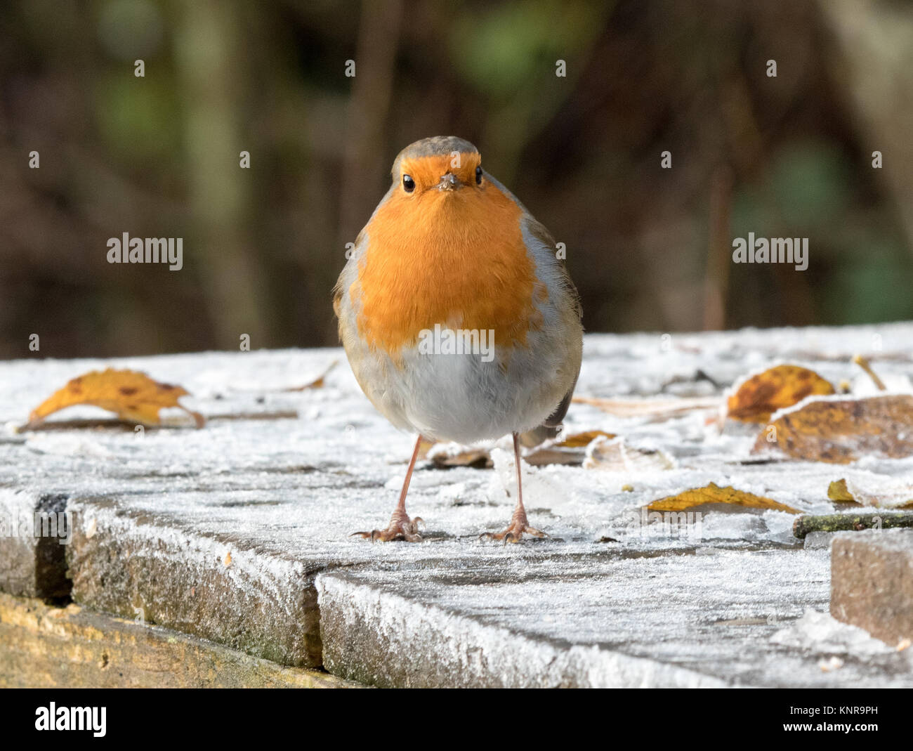 De Robin im Winter Stockfoto