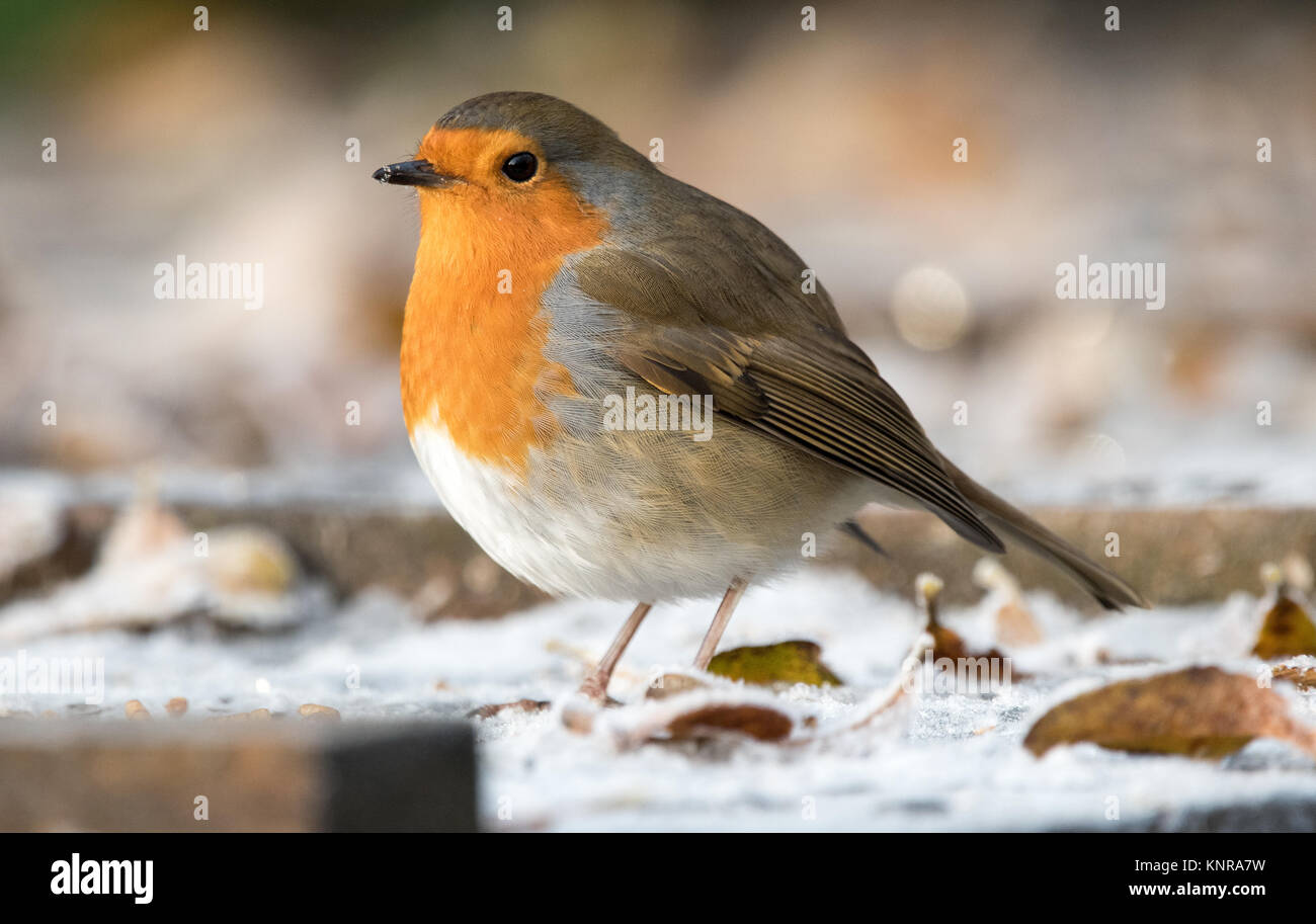 De Robin im Winter Stockfoto