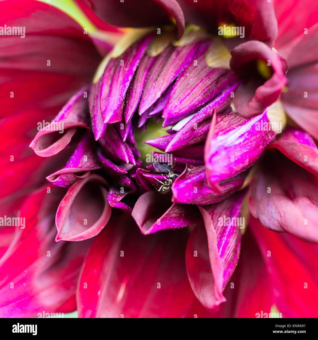 Eine Makroaufnahme eines einzigen farbigen Dahlie duet Blüte mit einem Besuch ant. Stockfoto