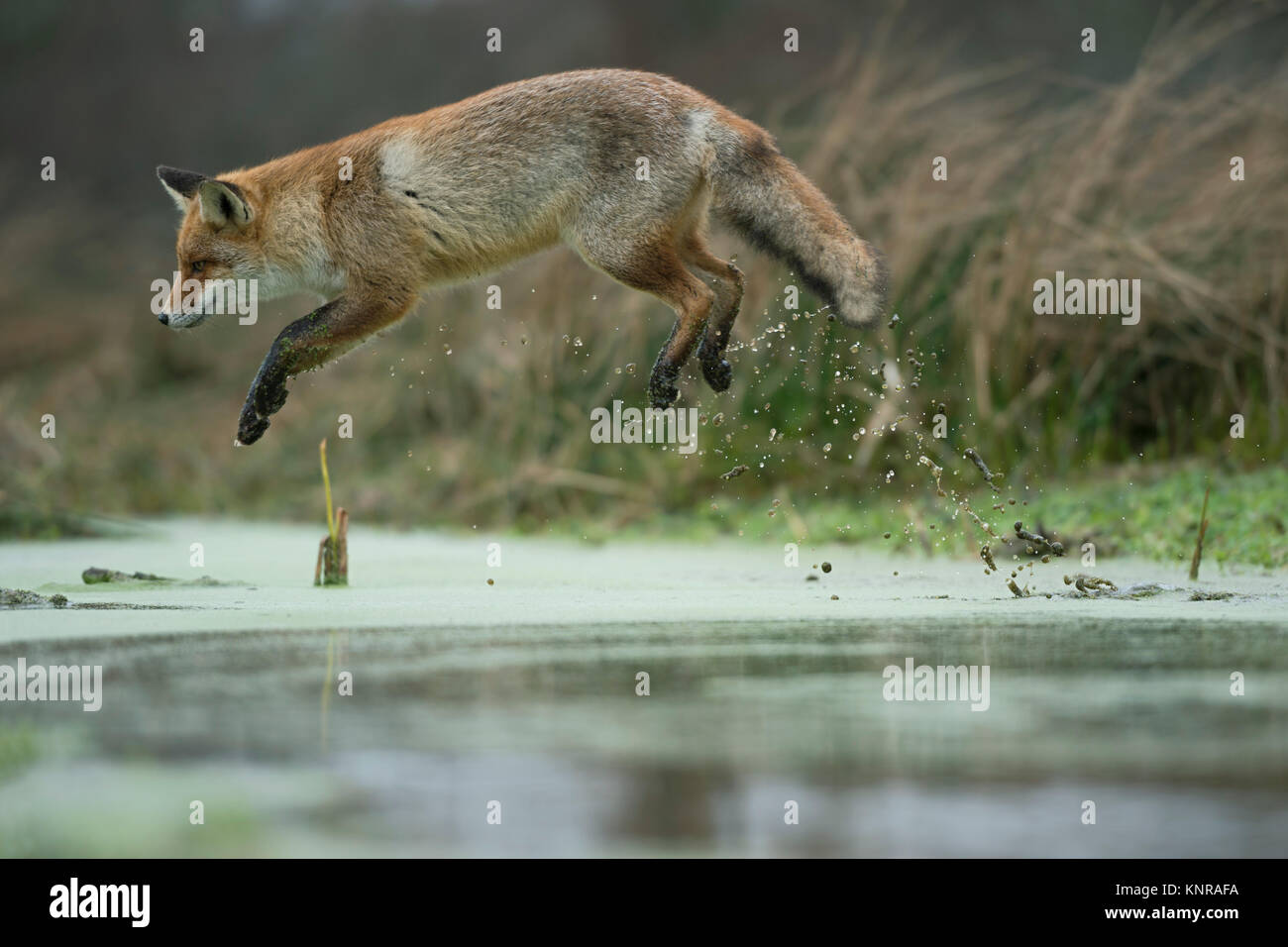 Red Fox/Rotfuchs (Vulpes vulpes), Erwachsene in winterfur, springen über ein kleines Bächlein in einem Sumpf, weit springen, lustige Blicke, wildife, Europa. Stockfoto