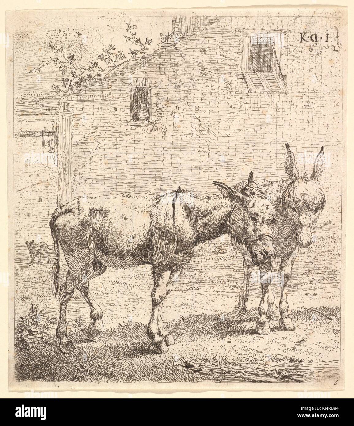Zwei Esel in einem grasbewachsenen Innenhof stehen, eine im Profil nach rechts und ein anderer hinter in drei-viertel, ein Hund und eine Wand mit zwei Stockfoto