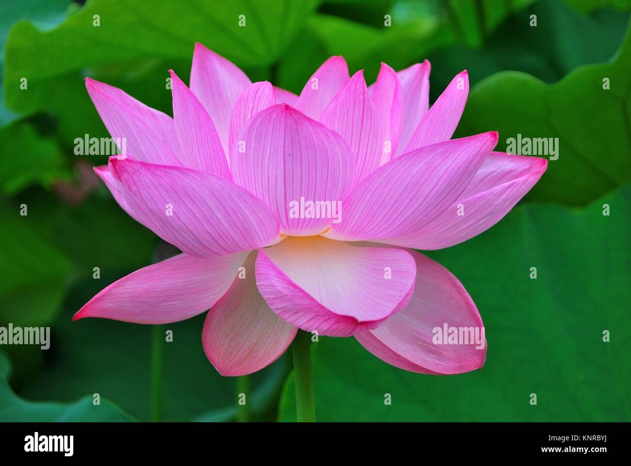 Lotus Blume in voller Blüte, der Religion, der Buddhismus, der Reinheit, der Ruhe, Zen, die Sommersaison, Buddha, Erleuchtung, Glück, Freude und andere abst Stockfoto