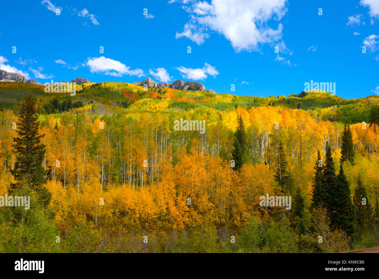 Herbst Herbst Farben des Aspen Waldungen in Kebler Pass in der Nähe von Crested Butte Colorado Nordamerika. Laub von Espen in gelb und orange Blätter Stockfoto