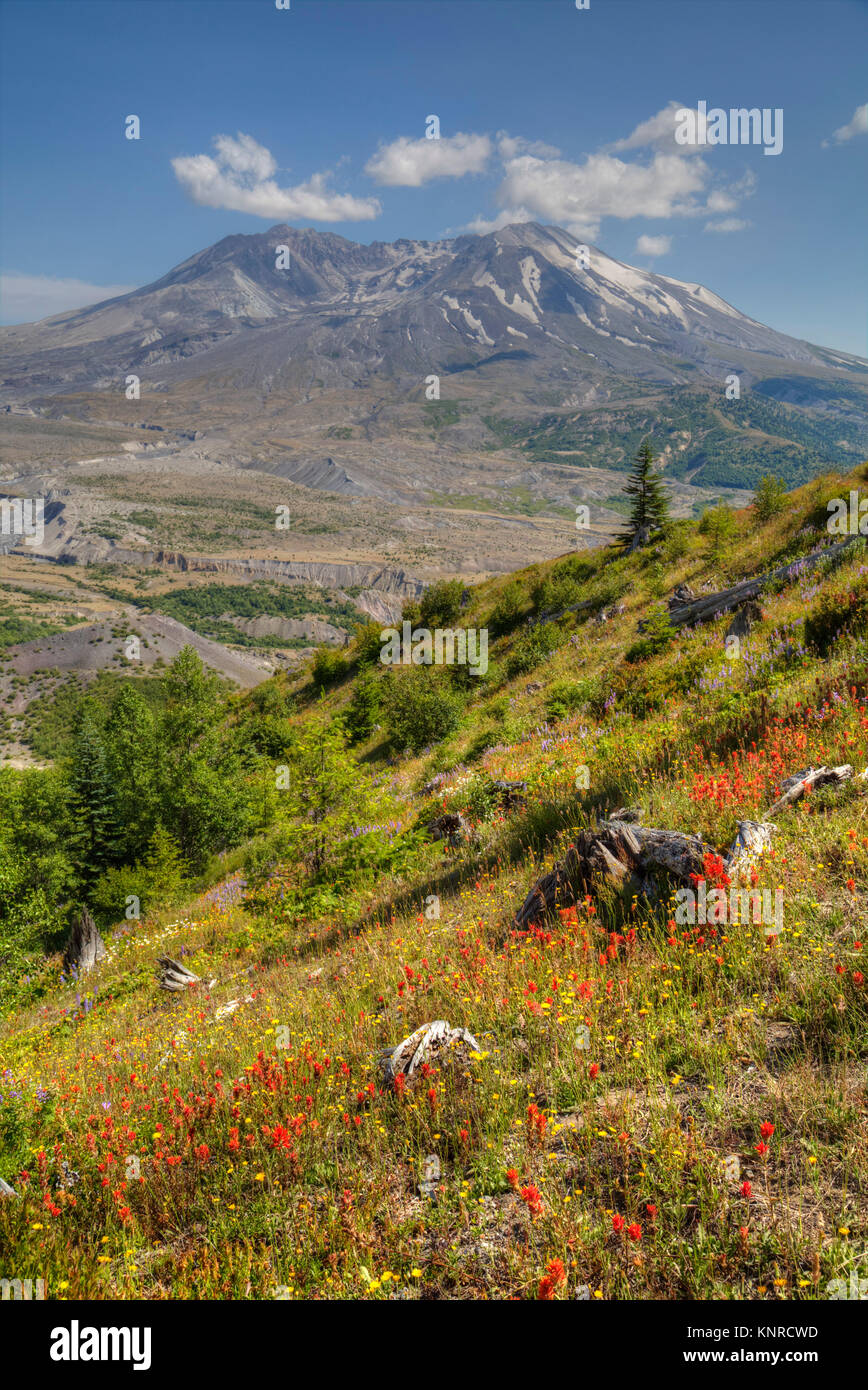 Mt St Helens mit wild wachsenden Blumen, Mt St Helens National Volcanic Monument, Washington, USA Stockfoto