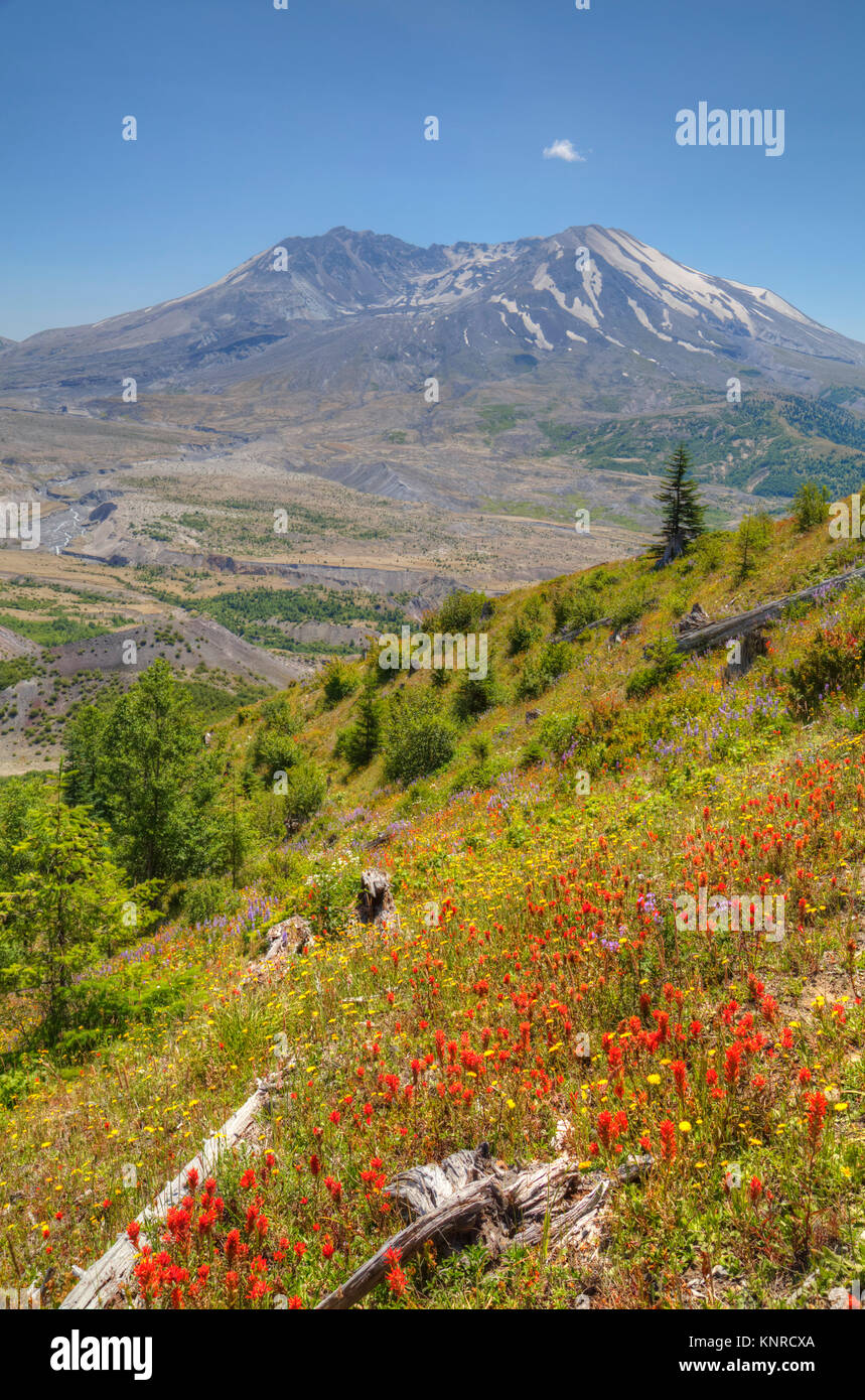Mt St Helens mit wild wachsenden Blumen, Mt St Helens National Volcanic Monument, Washington, USA Stockfoto