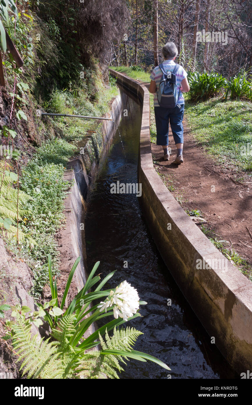 Levada Wanderung mit weisse Agapanthus in der Nähe von Prazeres auf der Insel Madeira, Portugal Stockfoto Levada Wanderung mit weisse Agapanthus in der Nähe von Prazeres auf der Insel Madeira, Portugal Stockfoto