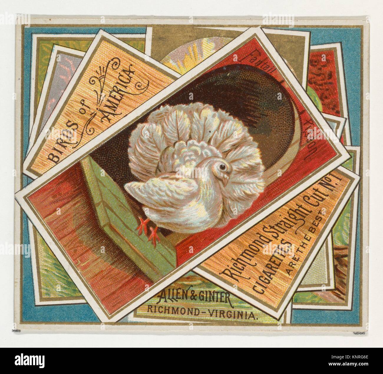 Fantail Taube Stockfotos Und Bilder Kaufen Alamy