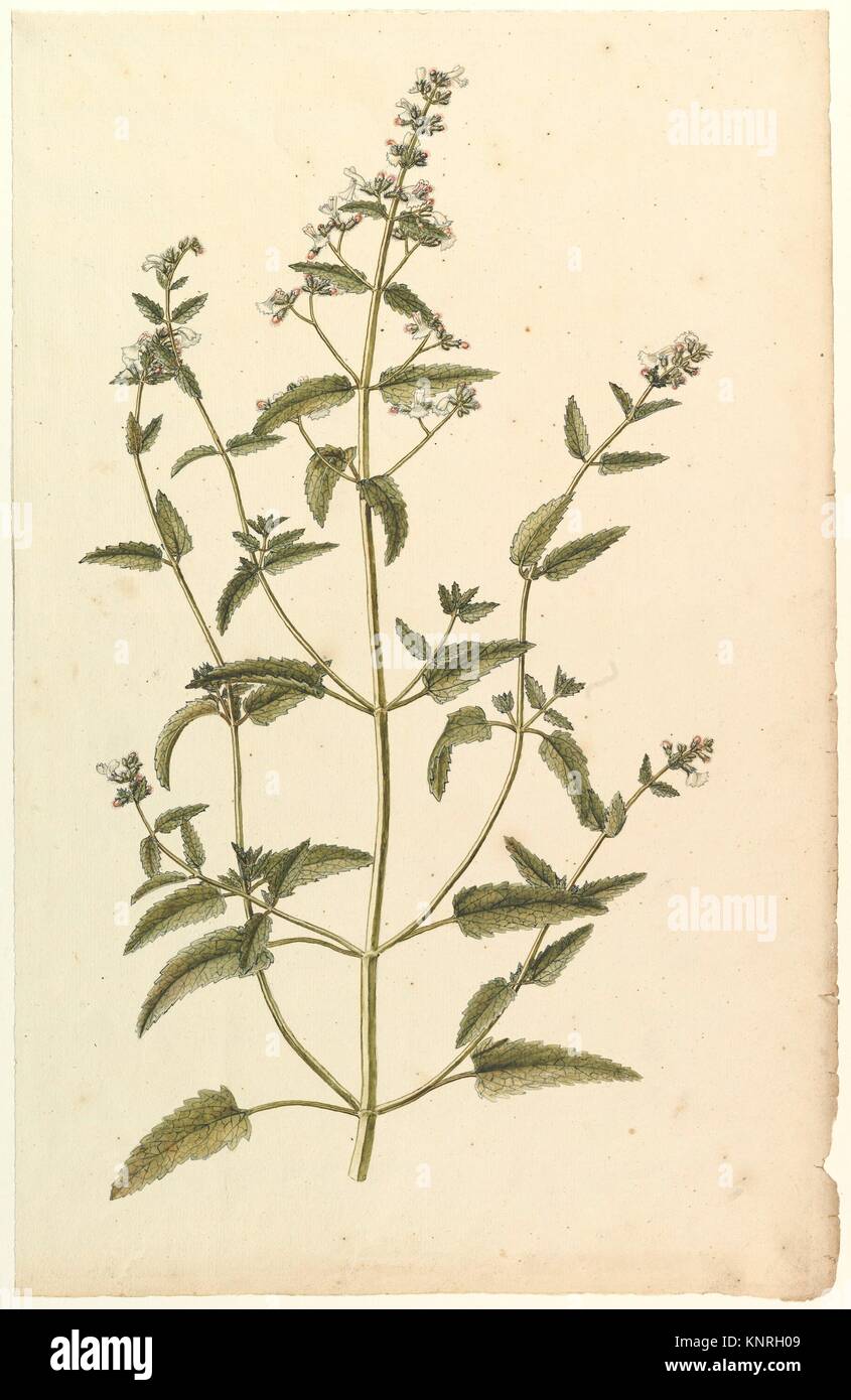 Botanischen Studie mit einer Art der Brennnessel Familie (Gattung