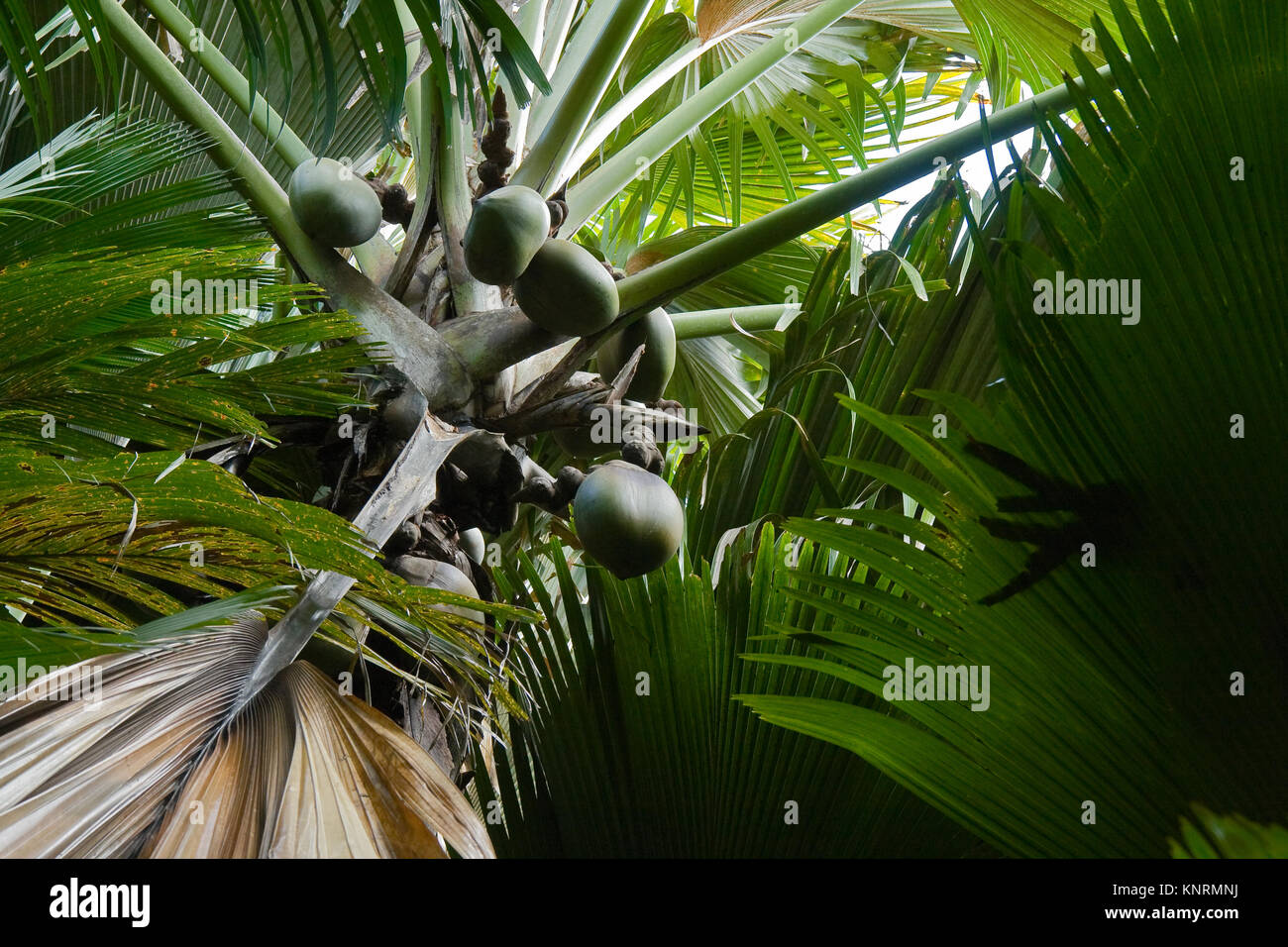Meer Lodoicea maldivica Kokosnüsse auf die Palme. Endemische Arten der Insel Praslin, Seychellen Stockfoto