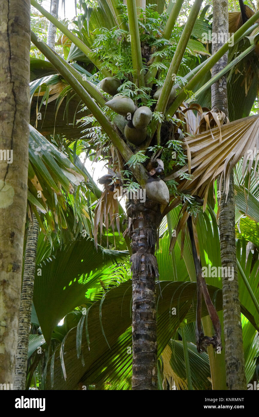 Meer Lodoicea maldivica Kokosnüsse auf die Palme. Endemische Arten der Insel Praslin, Seychellen Stockfoto