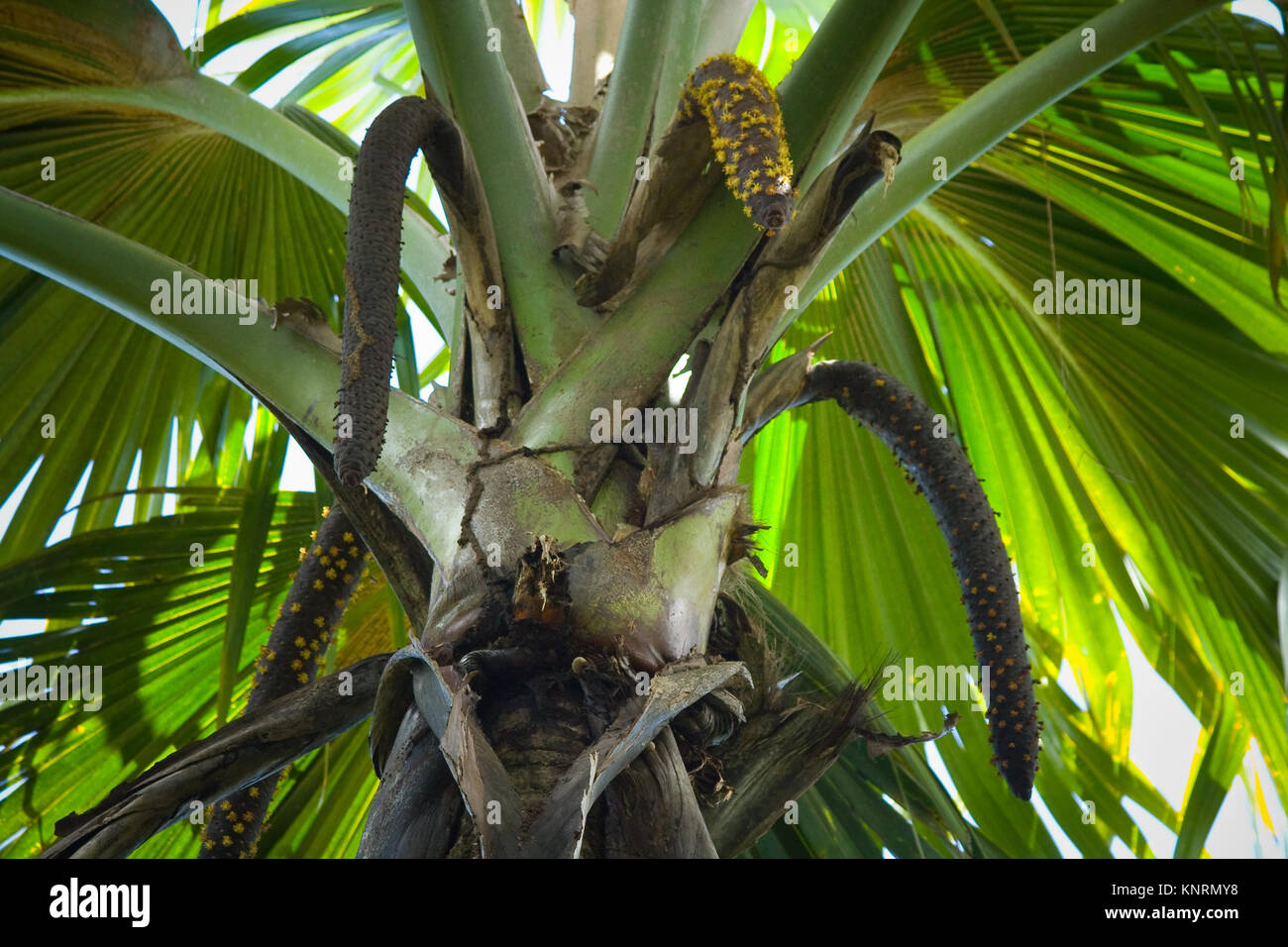 Sea coconut (Lodoicea maldivica) männliche Blütenstand. Endemische Palme von der Insel Praslin, Seychellen Stockfoto