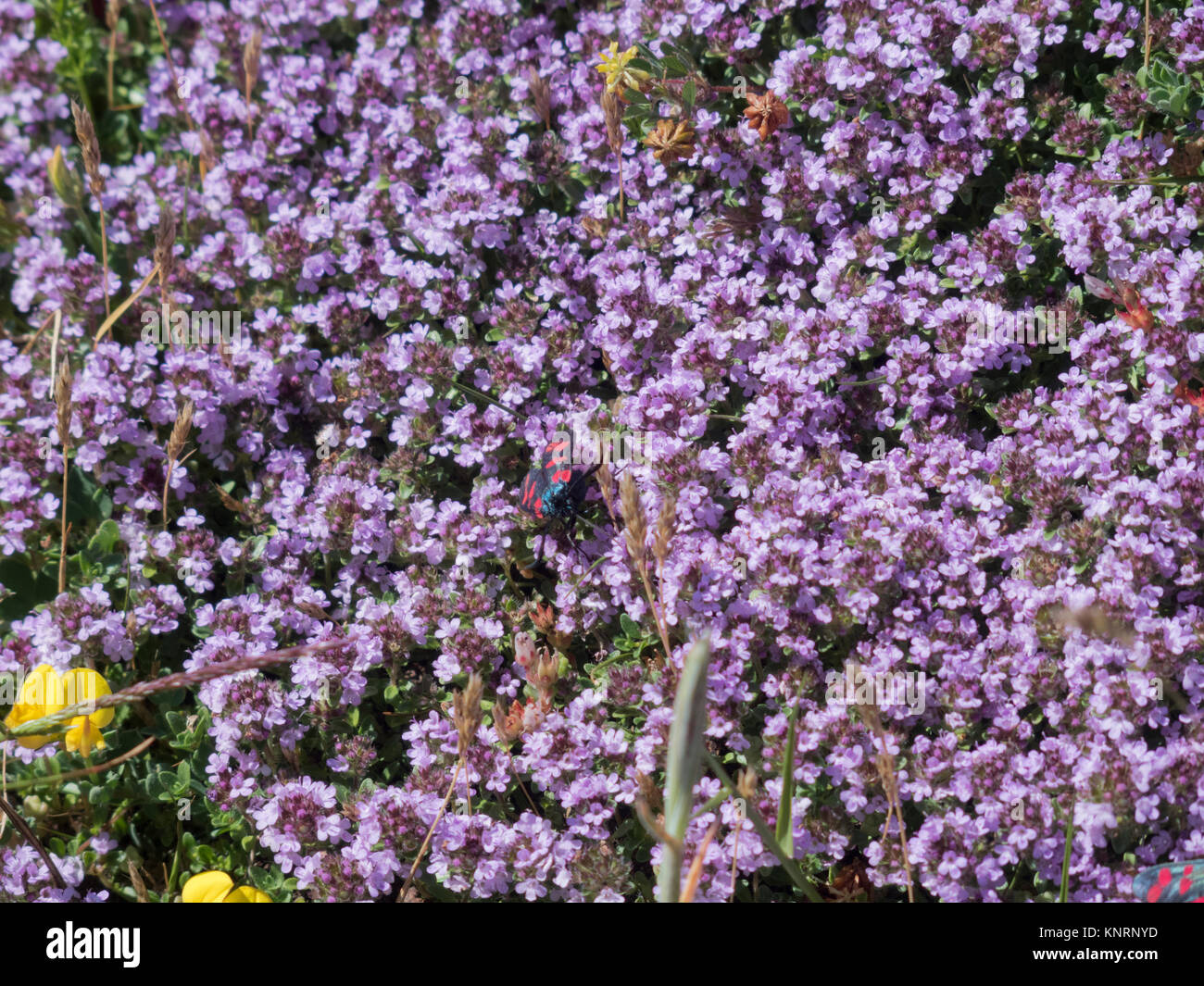 Wilder Thymian (Thymus polytrichus) in Blüte, Großbritannien Stockfoto