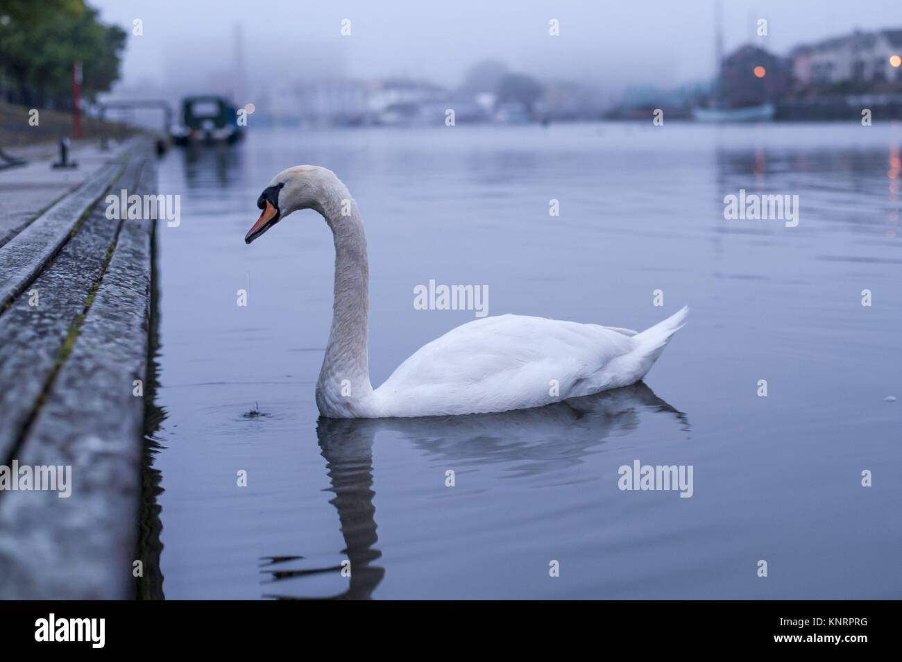 Schwäne am Hafen Stockfoto