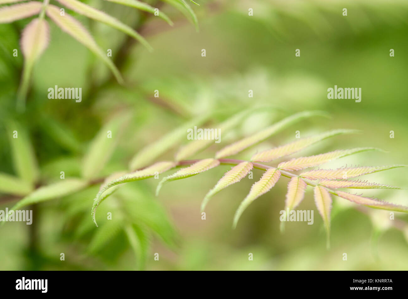 SORBARIA SORBIFOLIA VAR STELLIPILA Stockfoto