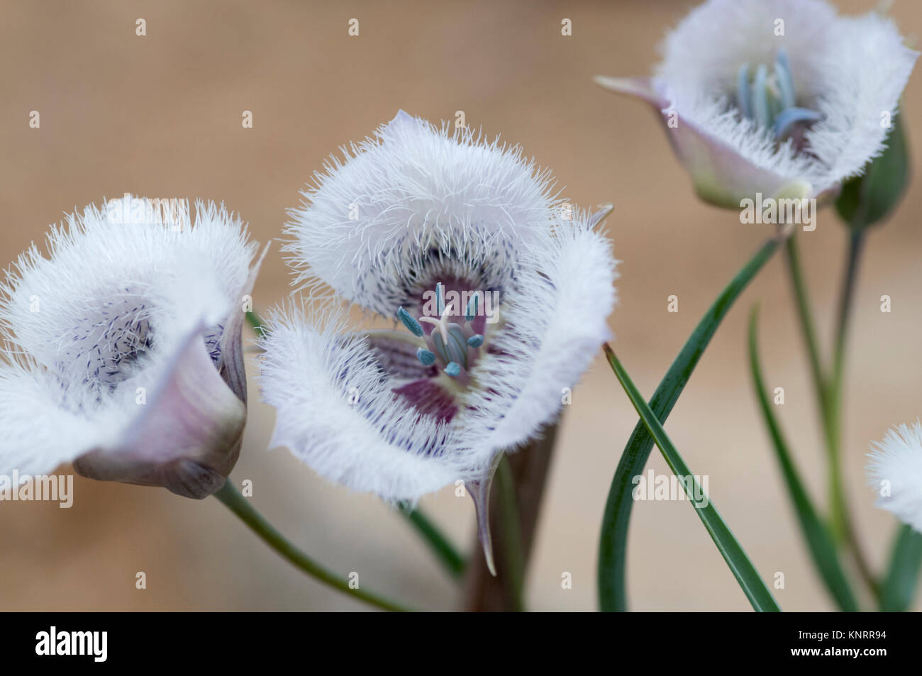 CALOCHORTUS TOLMIEI Stockfoto