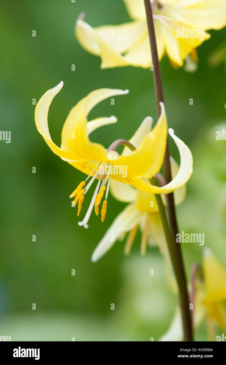 ERYTHRONIUM PAGODA Stockfoto