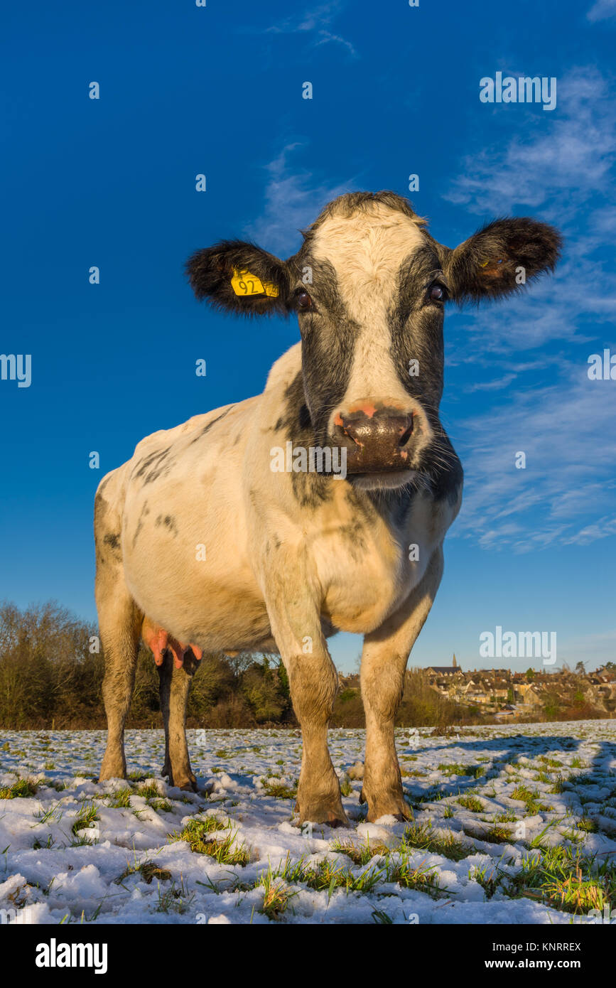 Eine junge Kuh steht am späten Nachmittag Sonnenschein in einem schneebedeckten Wiltshire im Dezember. Stockfoto