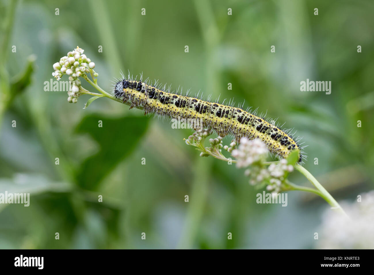 Großer Kohlweißling, Raupe, Raupen, Kohlweißling, Kohl-Wei SSling, Pieris brassicae, Grosser Kohlweissling, große weiße, Kohl Schmetterling, Kohl Whit Stockfoto