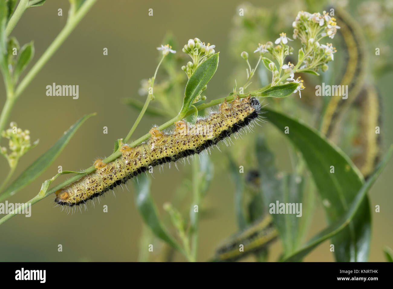 Großer Kohlweißling, Raupe, Raupen, Kohlweißling, Kohl-Wei SSling, Pieris brassicae, Grosser Kohlweissling, große weiße, Kohl Schmetterling, Kohl Whit Stockfoto