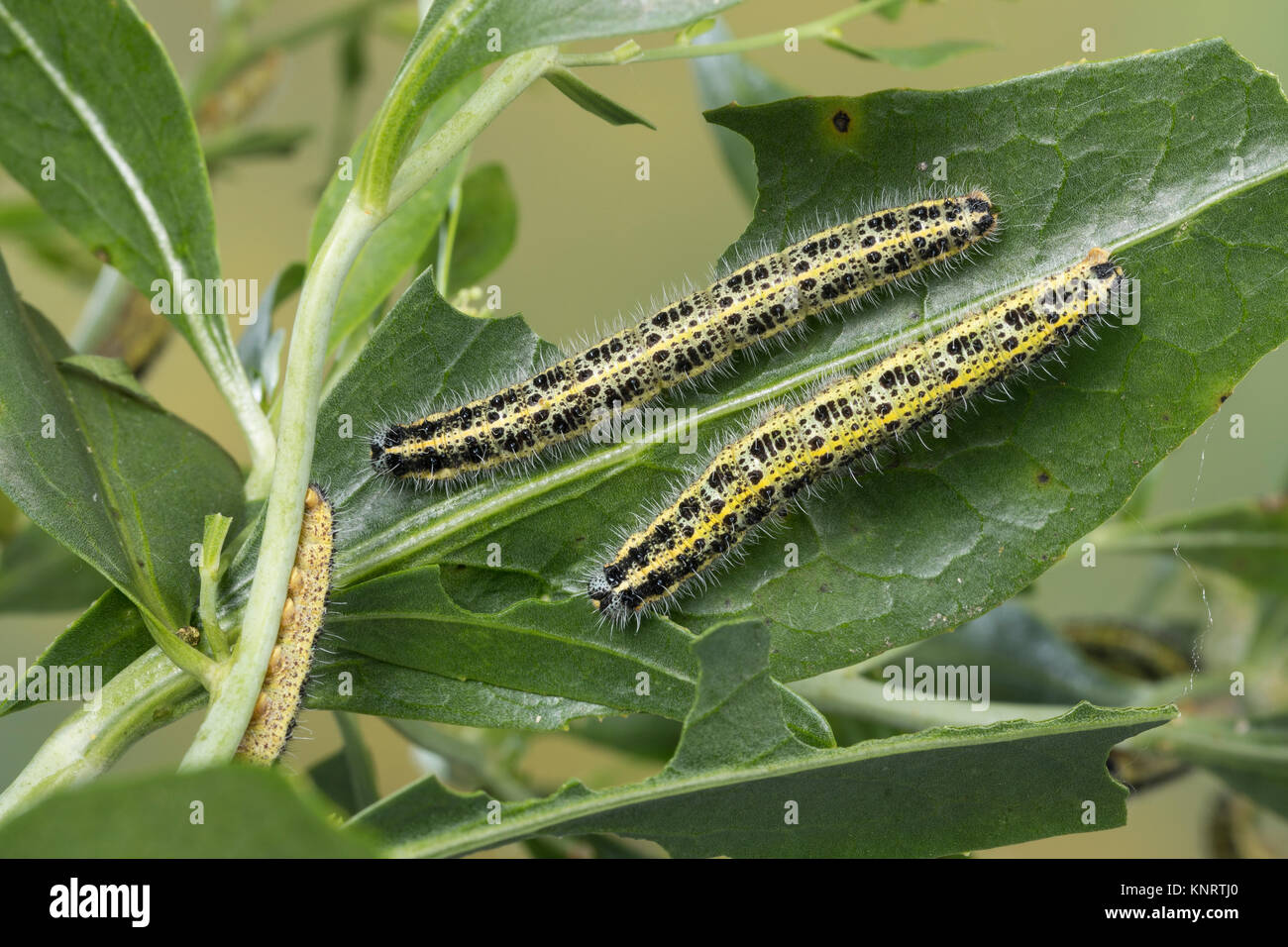Großer Kohlweißling, Raupe, Raupen, Kohlweißling, Kohl-Wei SSling, Pieris brassicae, Grosser Kohlweissling, große weiße, Kohl Schmetterling, Kohl Whit Stockfoto