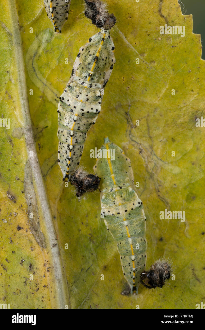 Großer Kohlweißling, Puppe, Gürtelpuppe, Kohlweißling, Kohl-Wei SSling, Pieris brassicae, Grosser Kohlweissling, große weiße, Kohl Schmetterling, Kohl Stockfoto