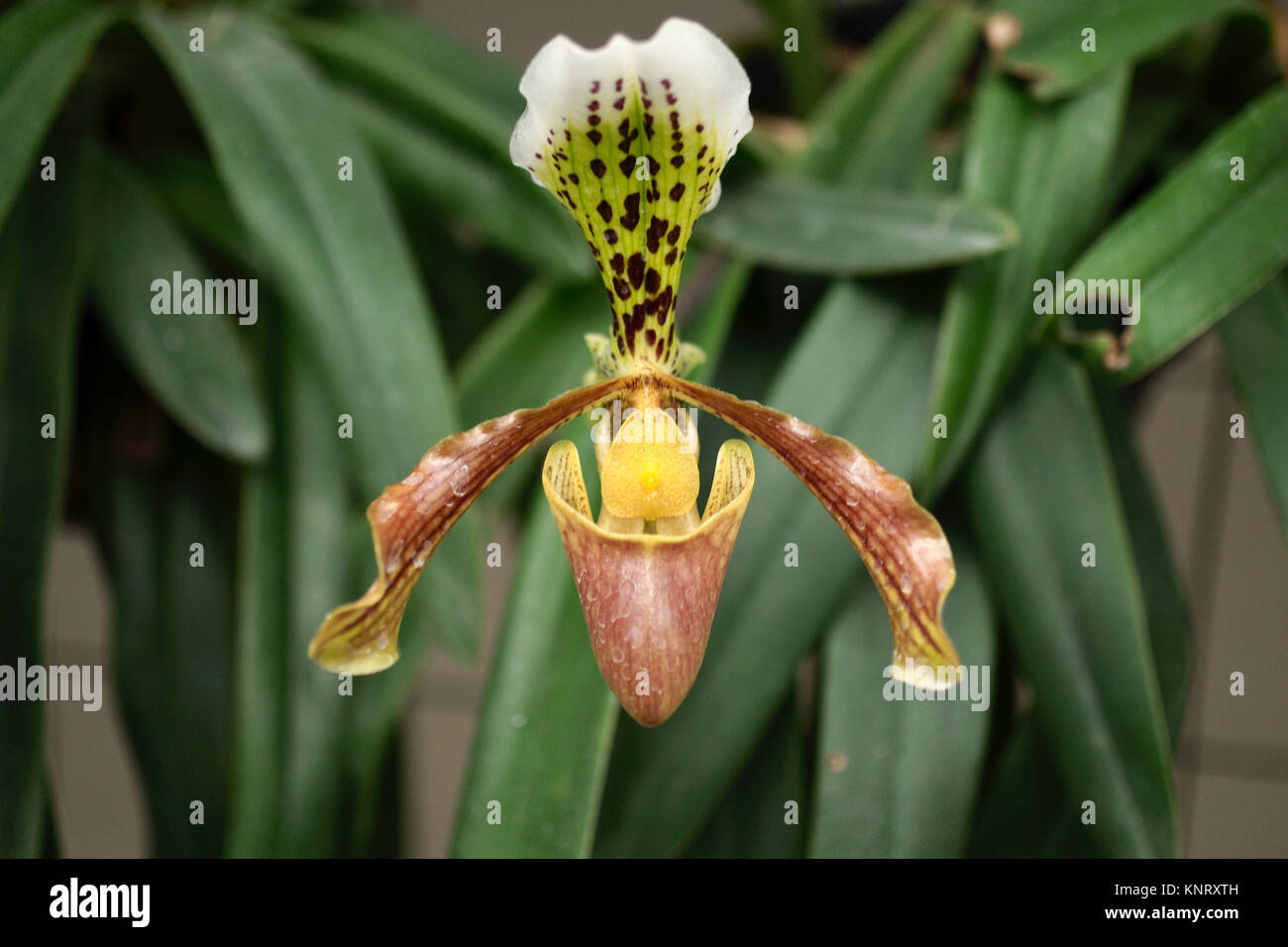 Orchideen im Zweihundertsten Park in Mexiko City, Mexiko Stockfoto