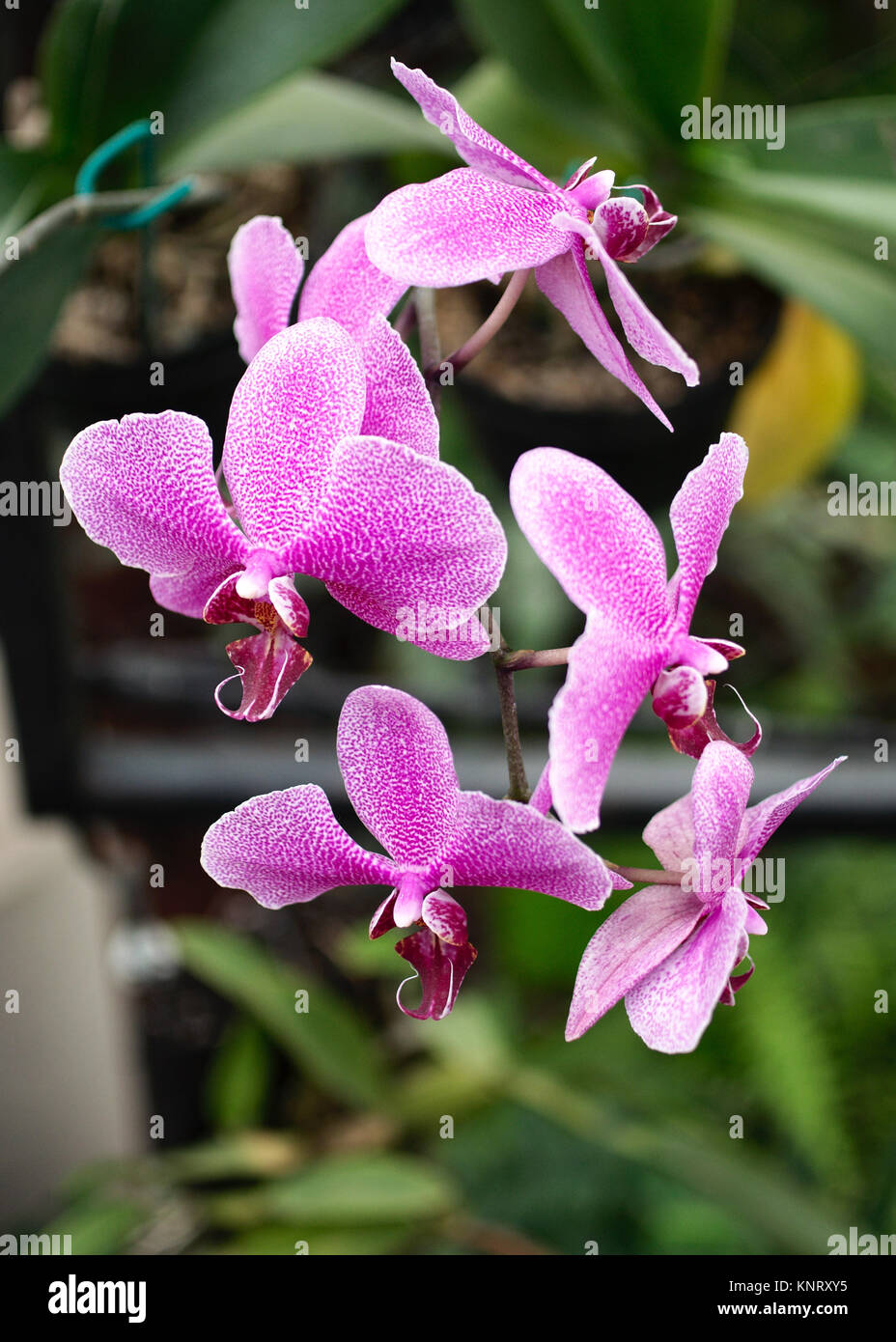 Orchideen im Zweihundertsten Park in Mexiko City, Mexiko Stockfoto