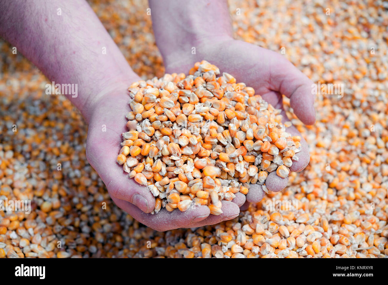 Vermeire Nahrungsmittel Sprl in Leuze-en-Hainaut, Belgien: Futtermittel Produktion und Lagerung Stockfoto