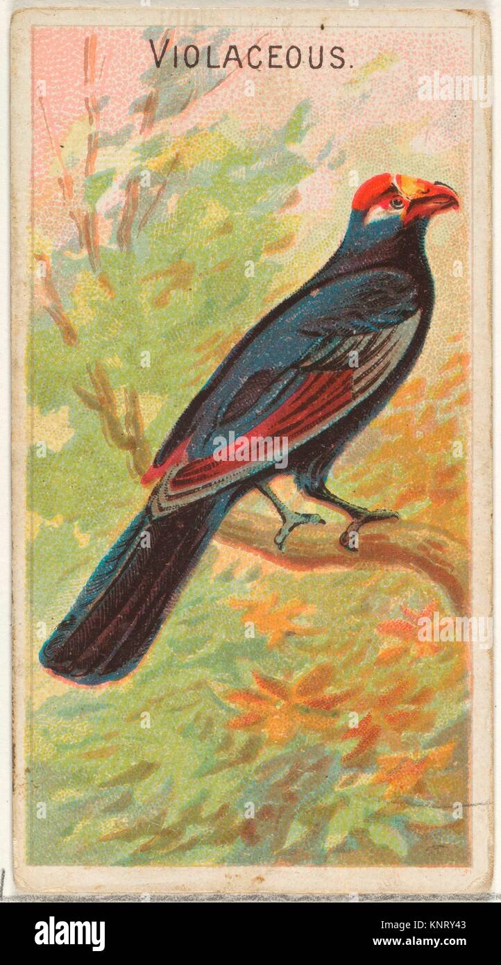 Farbton an, von der die Vögel der Tropen-Serie (N5) für Allen & Ginter Zigaretten Marken. Herausgeber: von Allen&Ginter (Amerikanische, Richmond, ausgestellt Stockfoto