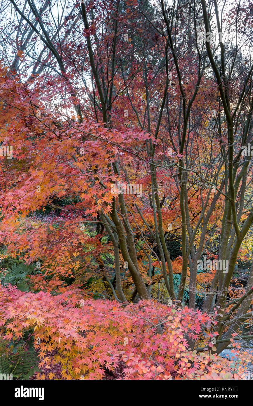 Japanische Ahorne (Acer palmatum cvs) in der im Herbst (Herbst) in den asiatischen Garten Der botanische Garten der Universität von Kalifornien in Berkeley. Stockfoto