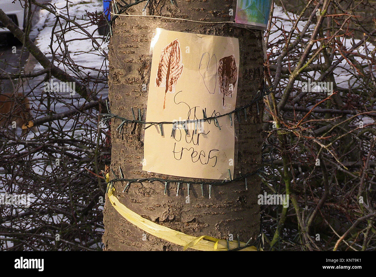 Ein Baum, der in Abbeydale Park Aufstieg geschnitten wurde, Dore, Sheffield, als Teil der umstrittenen felling Programm des lokalen Rates. Stockfoto