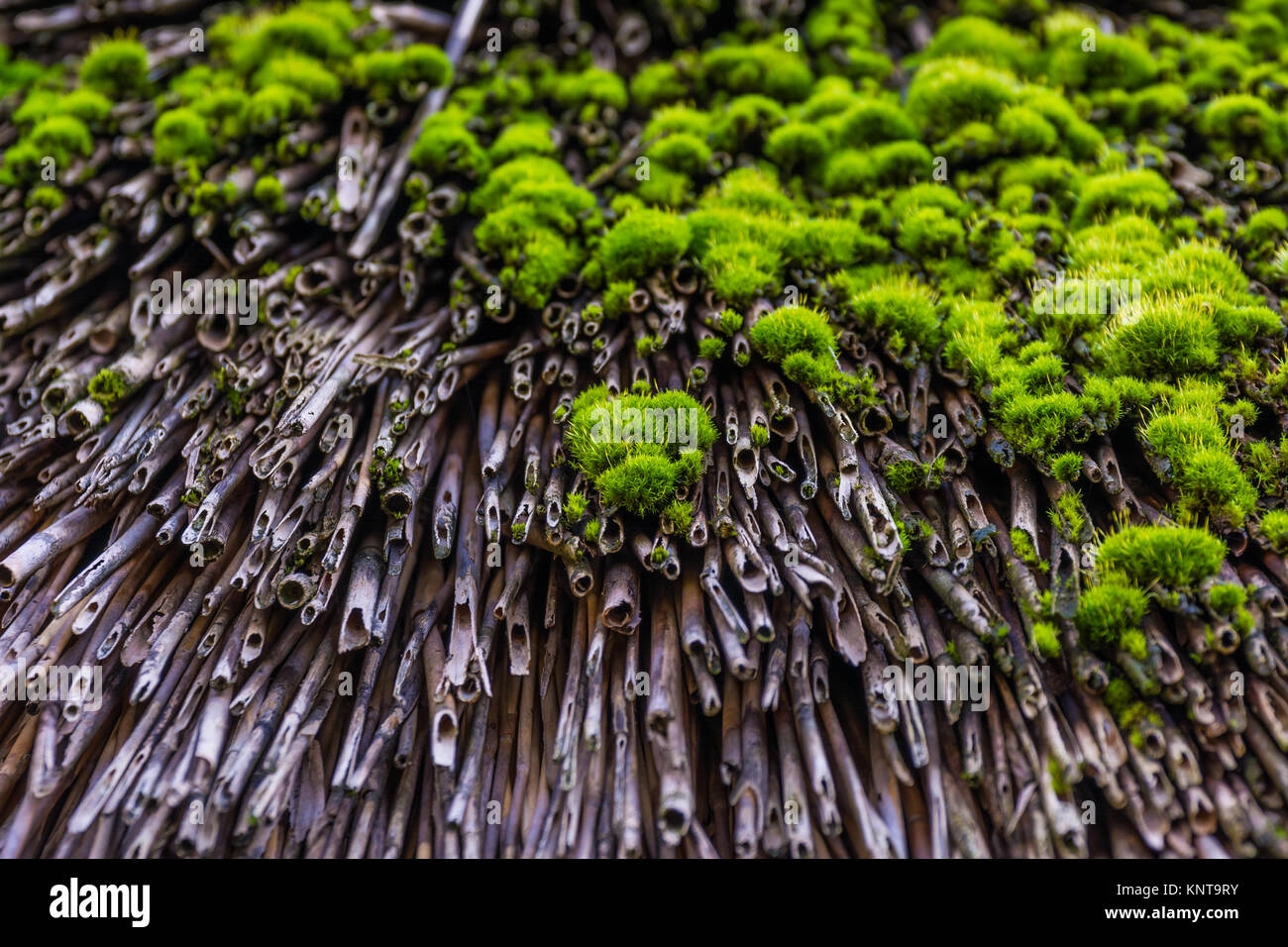 Strohdach Stiele Zweige Hütte Ton Schlamm Primitive Detail Nahaufnahme architektonische Fassade Haus Moosgrün Textur Stockfoto
