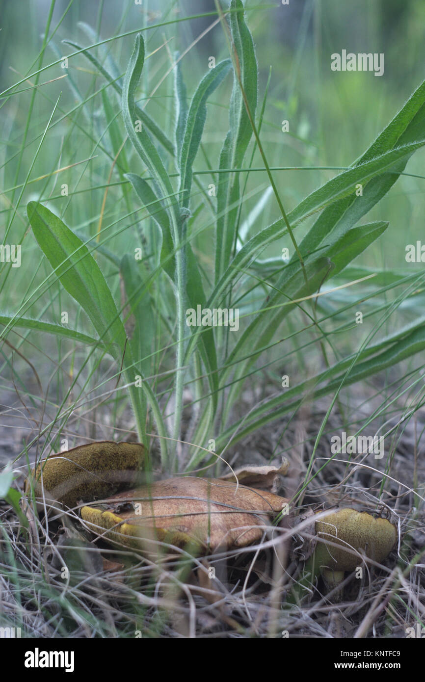 Trio der Alten granulierten bolete mit braunen flacher Deckel, versteckt unter Bush Stockfoto