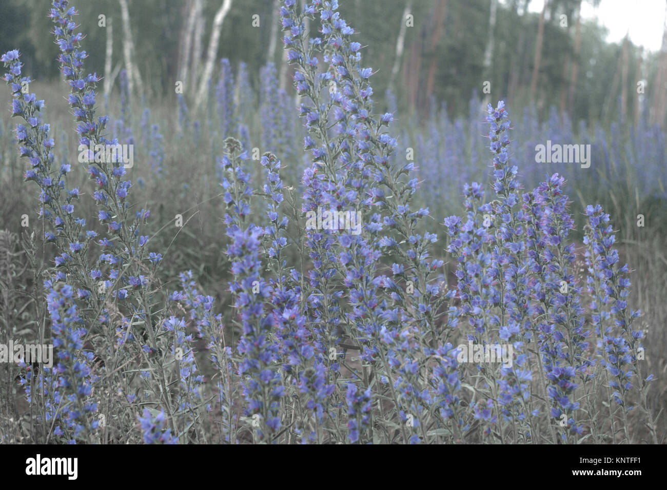 Der Viper bugloss. Dickicht der hohe Pflanze mit vielen blauen Blumen auf hellem Hintergrund, Lean auf dem Wind Stockfoto