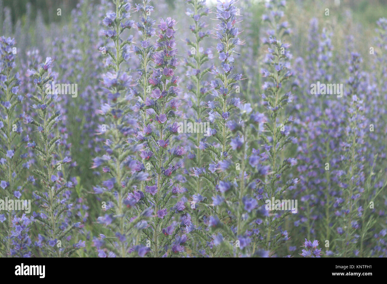 Vipers bugloss. Dickicht der Pflanze mit vielen blauen Blüten auf langen Stiel Stockfoto