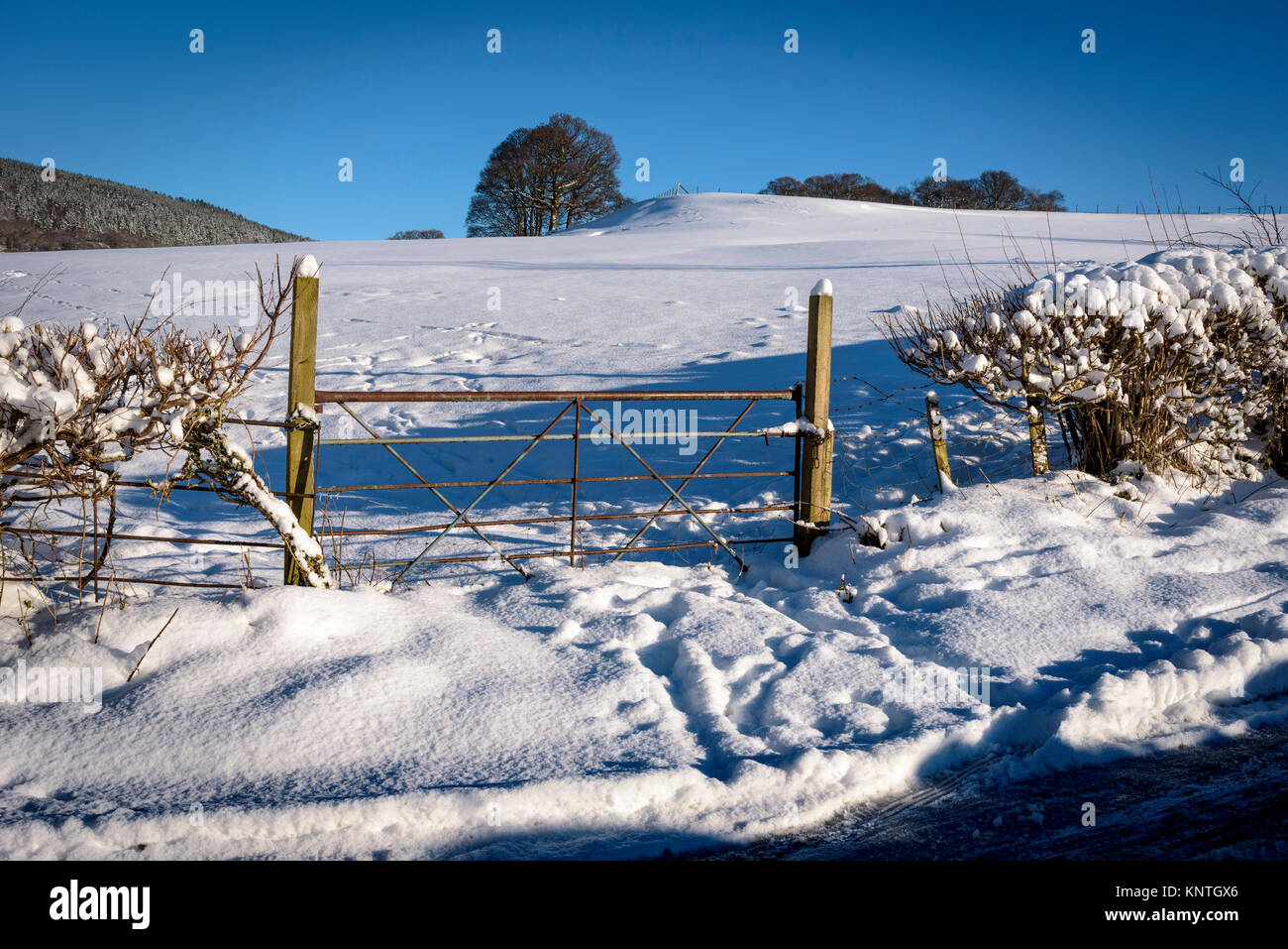 Snowy Szene North Wales. Vale von Llangollen. Fünf bar farm Gate. Stockfoto