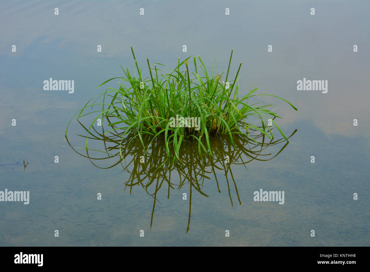 Gras und Reflexion in See Stockfoto