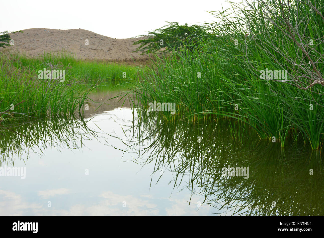 Gras und Reflexion in See Stockfoto