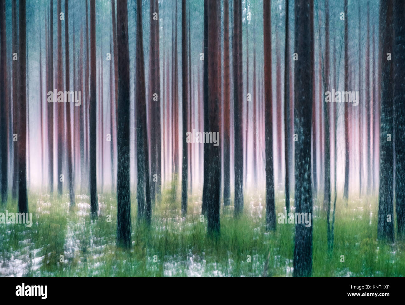 Flüsternde Bäume. Dieser Effekt wurde durch Schwenken der Kamera gemacht worden. Dies wurde durch die nebligen Herbsttag im Pinienwald Hyvinkää, Finnland getroffen worden Stockfoto
