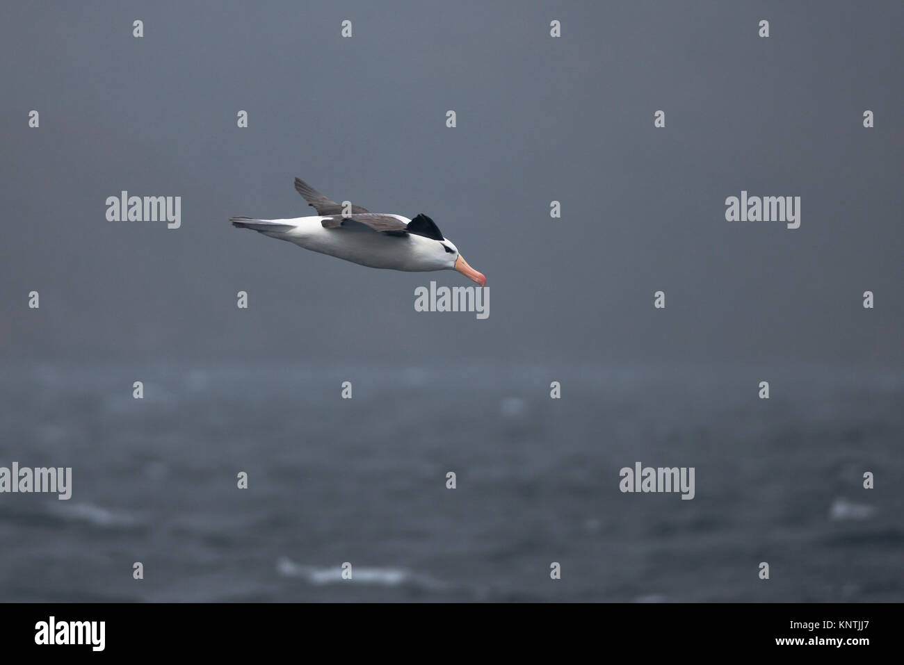 Schwarz der tiefsten Albatross in der Magellanstraße, Chile fliegen Stockfoto