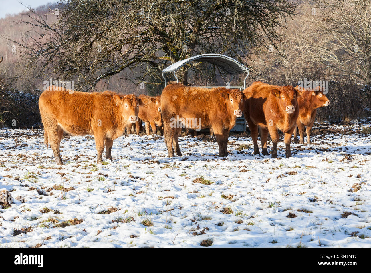 Herde von Limousin Rinder Kühe, Rinder istanding in einer Welle von Sonnenlicht n Schnee im Winter Weide mit einer Metall des Schrägförderers hinter Ihnen Stockfoto