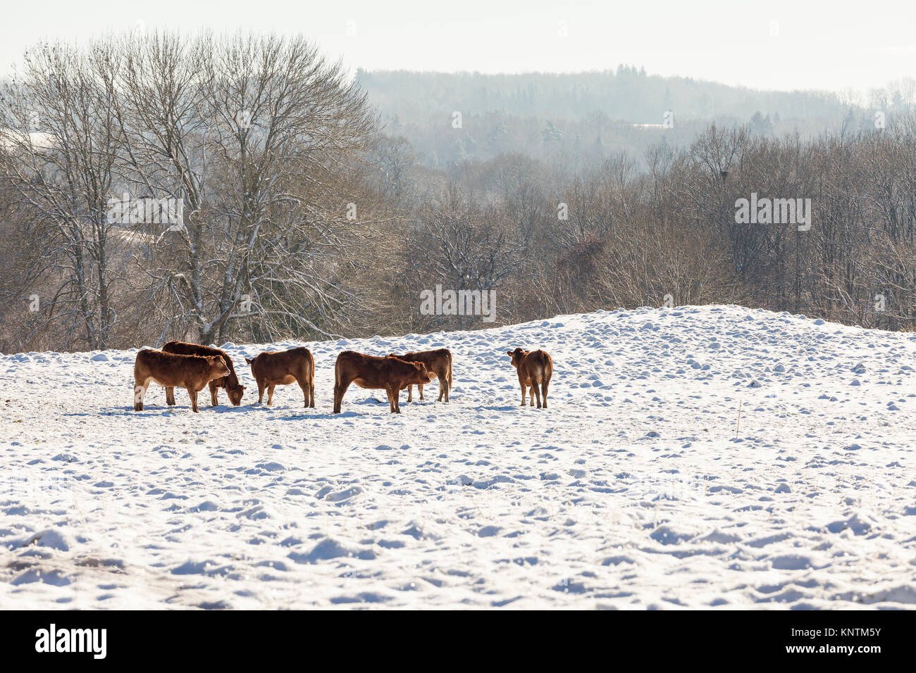 Herde von Limousin Rinder Kühe, Ochsen, Kühe in einer verschneiten Winter Weide in ein düsteres Eiskalt sub-zero Landschaft mit Nebel und Wald Bäume Stockfoto