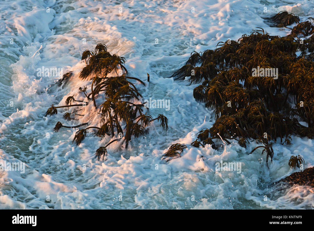 Postelsia palmaeformis bekannt als Meer Palm- oder palm in der Nähe von Pigeon Point LIGHT HOUSE nördlich von Santa Cruz - PESCADERO ALGEN; Kalifornien Stockfoto