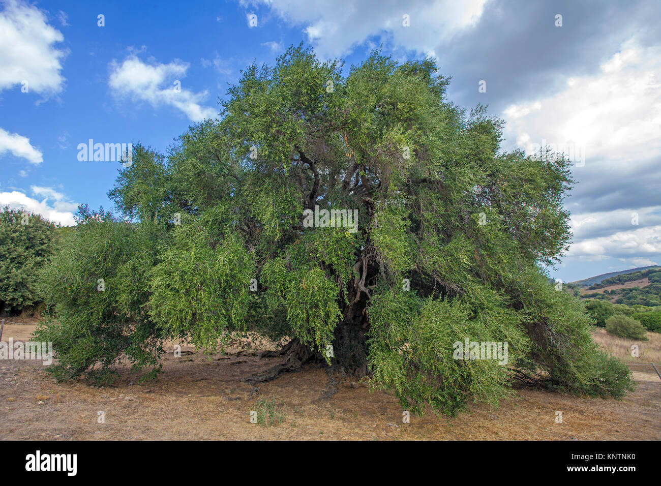 Welt älteste Olivenbaum (Olea europaea), 4000 Jahre alt, Santo Baltolu di Carana bei Luras, Lago di Liscia, Gallura, Sardinien, Italien Stockfoto