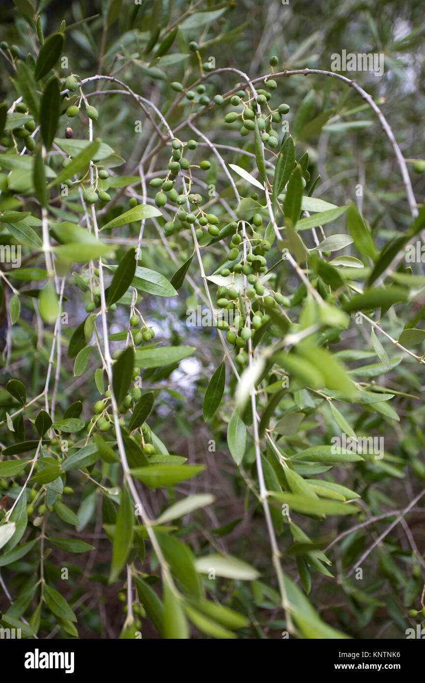 Junge Oliven am Zweig, Alter Olivenbaum (Olea europaea), 2000 Jahre alt, Santo Baltolu di Carana bei Luras, Lago di Liscia, Gallura, Sardinien, Italien Stockfoto